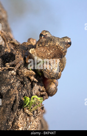 Foam nest frog (chiromantis xerampelina) sitting in a tree against a blue sky