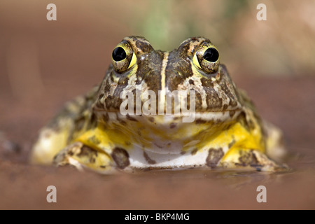 frontal protrait of an African Bull frog Stock Photo