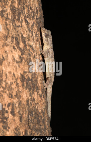 Foto of a Moreau's Tropical House Gecko on a tree Stock Photo