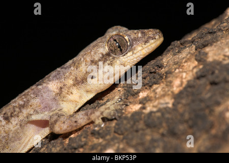 Foto of a Moreau's Tropical House Gecko on a tree Stock Photo