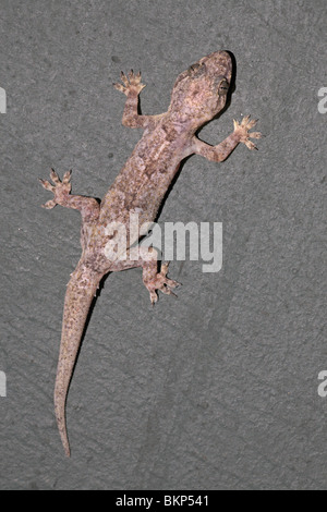 Foto van een Afrikaanse Huisgekko; Photo of a Moreau's Tropical House Gecko; Stock Photo