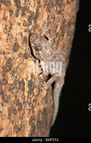 Picture of a Moreau's Tropical House Gecko on a tree Stock Photo