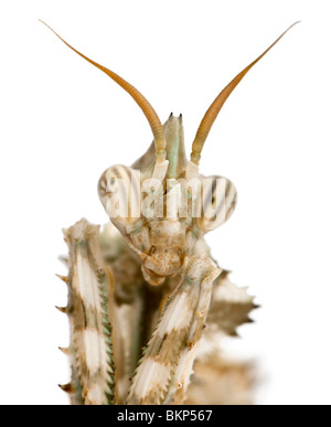 Female Blepharopsis mendica, Devil's Flower Mantis, in front of white background Stock Photo