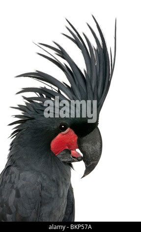 Palm Cockatoo, Probosciger aterrimus, also known as the Goliath Cockatoo, in front of white background Stock Photo