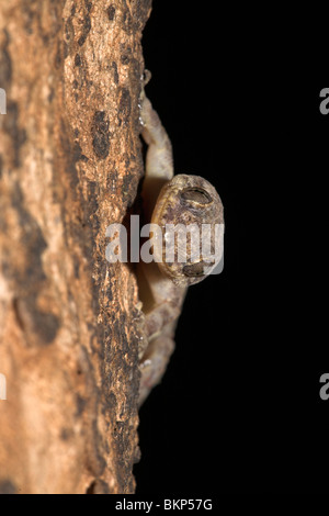 a Moreau's Tropical House Gecko on a tree Stock Photo