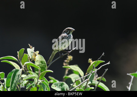 Streaky Seedeater Serinus striolatus Stock Photo