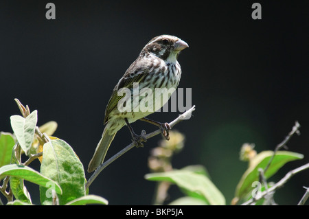 Streaky Seedeater Serinus striolatus Stock Photo