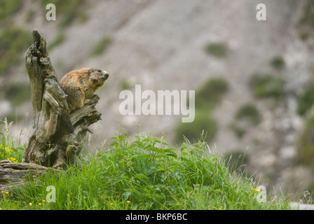 Alpenmarmot; Marmota marmota; alpine marmot; Stock Photo