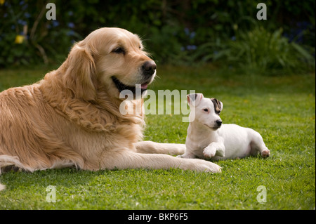 Golden retriever with pocket Jack Russell Stock Photo