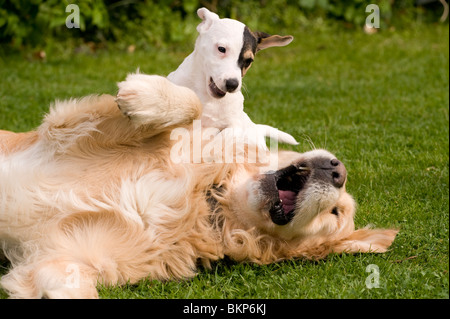 A Golden Retriever playing with his small pocket Jack Russell terrier friend Stock Photo