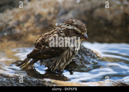 Streaky Seedeater Serinus striolatus bathing Stock Photo