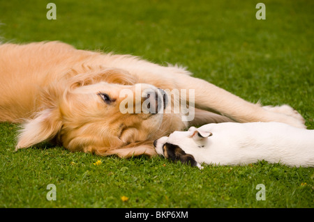 A Golden Retriever playing with his small pocket Jack Russell terrier friend Stock Photo