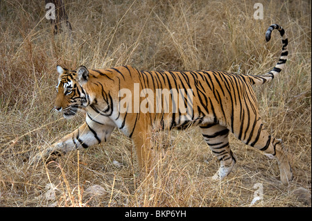 Female Bengal tiger, Panthera tigris, walking thro dry grass Ranthambore NP, India Stock Photo