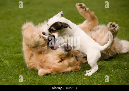 A Golden Retriever playing with his small pocket Jack Russell terrier friend Stock Photo