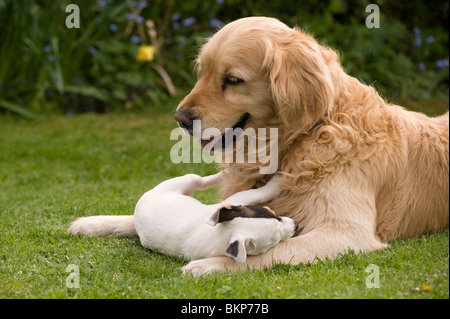 A Golden Retriever playing with his small pocket Jack Russell terrier friend Stock Photo