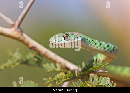 colourful portrait of a spotted bush snake in an accacia tree Stock Photo