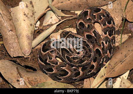 photo of a highly venomous puff adder, the puff adder is responsible ...