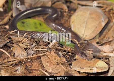 photo of a common wolf snake Stock Photo