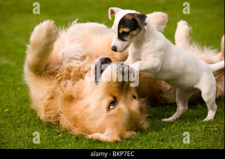 A Golden Retriever playing with his small pocket Jack Russell terrier friend Stock Photo