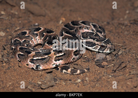 photo of a highly venomous puff adder, the puff adder is responsible for the most deadly snake bites in Africa every year (partly due to its large distribution!) Stock Photo