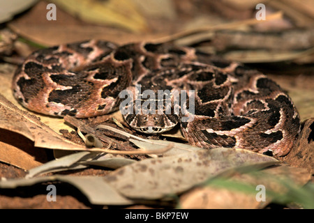 The highly venomous Puff Adder (Bitis arietans) is responsible for the highest number of fatal snake bites in Africa Stock Photo