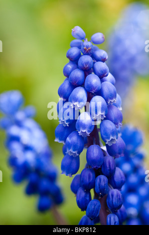 Common Grape Hyacinth, Muscari botryoides Stock Photo