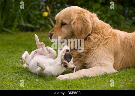 A Golden Retriever playing with his small pocket Jack Russell terrier friend Stock Photo