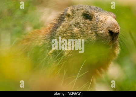 Alpenmarmot; alpine marmot; Stock Photo
