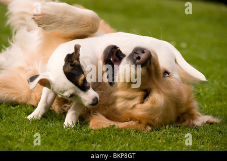 A Golden Retriever playing with his small pocket Jack Russell terrier friend Stock Photo