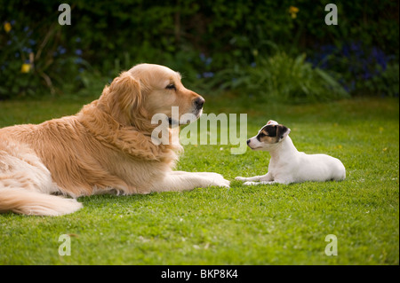 Golden retriever with pocket Jack Russell Stock Photo