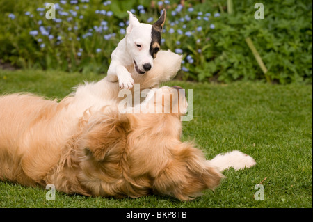 A Golden Retriever playing with his small pocket Jack Russell terrier friend Stock Photo