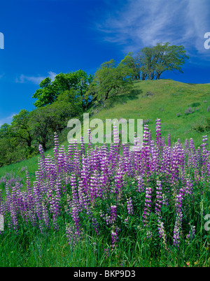 Redwoods National Park, CA: Rolling hills with riverbank lupine and white oak trees on Bald Hills Road near Childs Hill Prairie Stock Photo