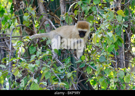 Vervet Monkey Cercopithecus aethiops pygerythrus Stock Photo