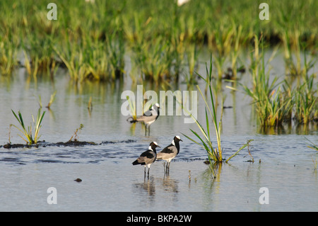 Three Blacksmith Lapwings Vanellus armatus standing in shallow water Stock Photo