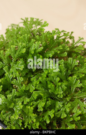 Club Moss, Selaginella sp. Stock Photo