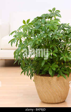 Arboricola, Schefflera Arboricola, Dwarf Umbrella Tree Stock Photo