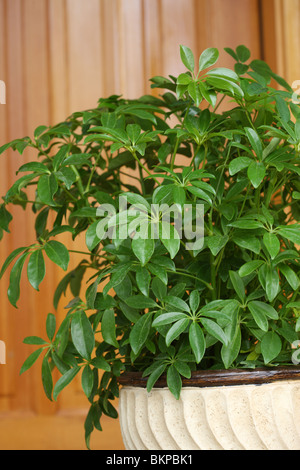 Arboricola, Schefflera Arboricola, Dwarf Umbrella Tree Stock Photo