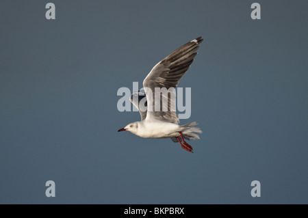 Grey-headed Gull Larus cirrocephalus in flight Stock Photo