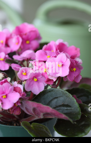 African Violet, Saintpaulia sp. Stock Photo
