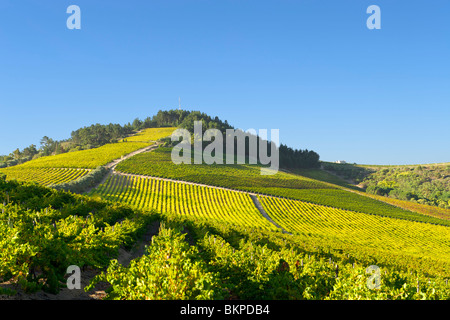 View across vineyards of the Stellenbosch district, Western Cape Province, South Africa. Stock Photo