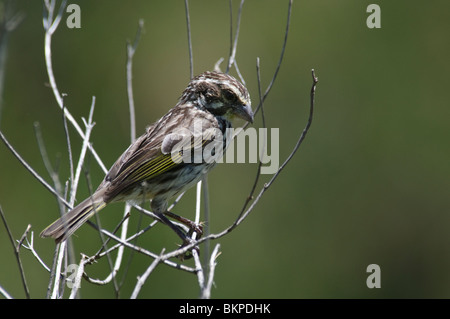 Streaky Seedeater Serinus striolatus Stock Photo