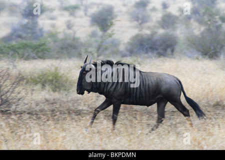 Blue, Wildebeest, running, south, africa Stock Photo
