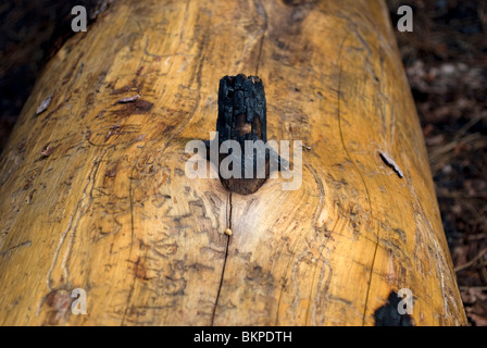A fallen Southwestern Ponderosa Pine (Pinus brachyptera) stripped of its bark with the attached remains of a burnt branch. Stock Photo