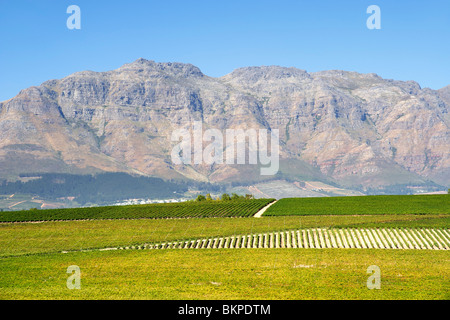 View across vineyards of the Stellenbosch district, Western Cape Province, South Africa. Stock Photo