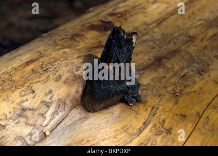 A fallen Southwestern Ponderosa Pine (Pinus brachyptera) stripped of its bark with the attached remains of a burnt branch. Stock Photo