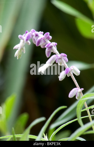 Mexican bush sage close-up Stock Photo