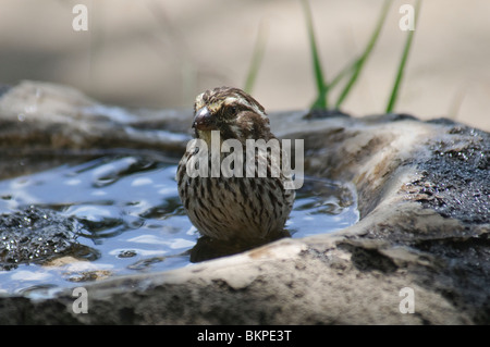 Streaky Seedeater Serinus striolatus in water Stock Photo