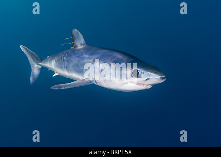 shortfin mako shark, Isurus oxyrinchus, with parasitic copepods, San Diego, California, USA, Pacific Ocean Stock Photo