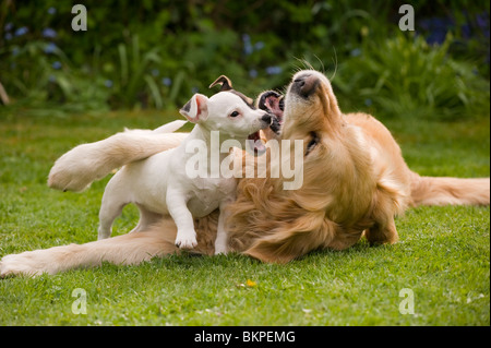 A Golden Retriever playing with his small pocket Jack Russell terrier friend Stock Photo