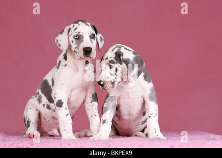 Great Dane Puppies Stock Photo